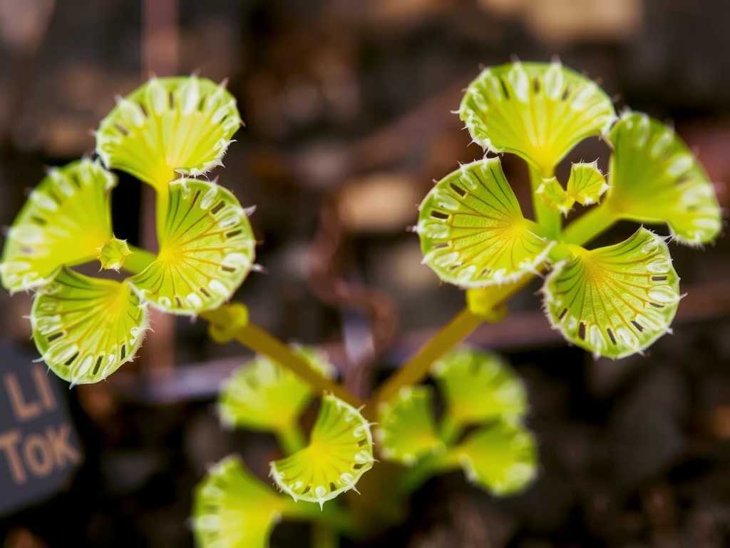 How to Fix Sundew Leaves Wilting After Transplanting(1)