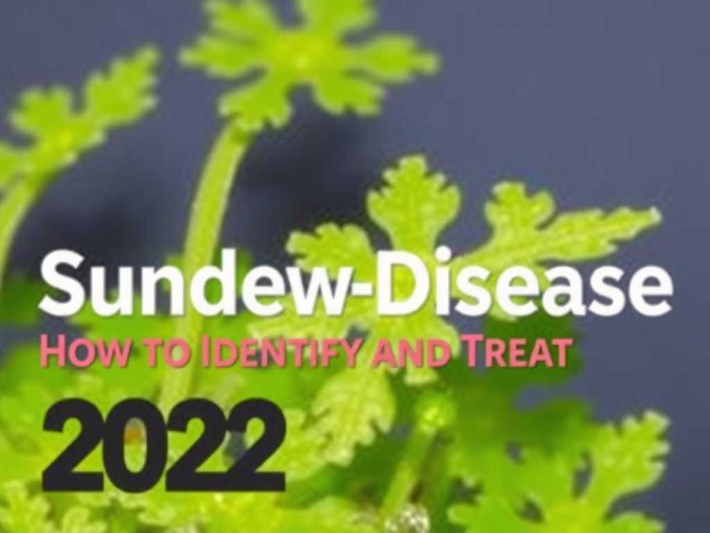 How to Identify and Treat Sundew Diseases