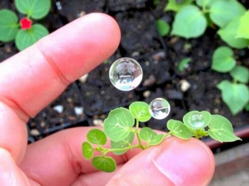 How to Increase Dew Production on Sundew Leaves(1)