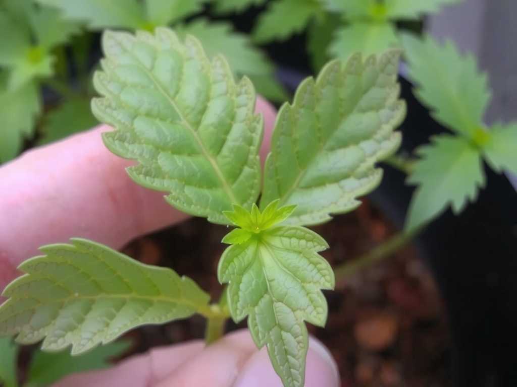 How to Fix Sundew Leaves Curling Up(1)
