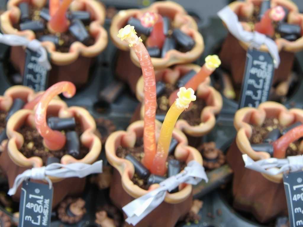 How to Propagate Sundew from Root Cuttings