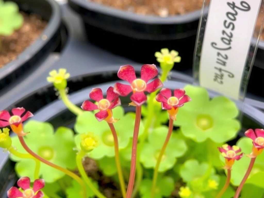 How to Grow Drosera Adelae 'Giant' (Cultivar)