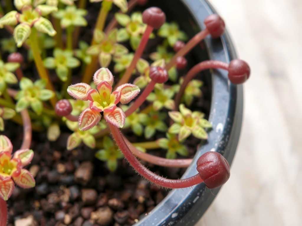 How to Propagate Sundew from Leaflets