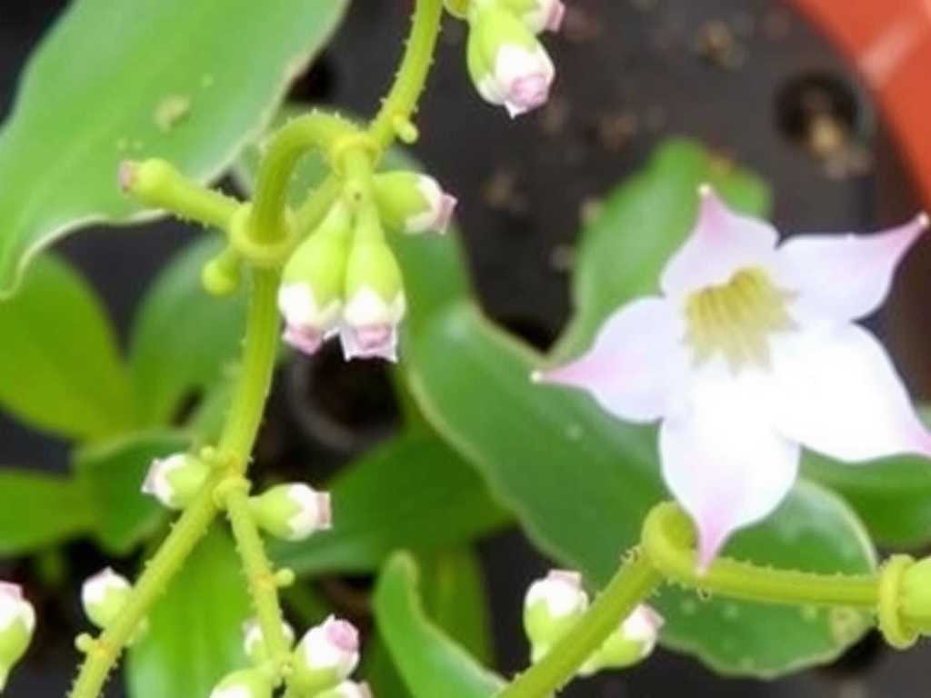 How to Grow Drosera Binata 'Marston Dragon' (Cultivar)(1)