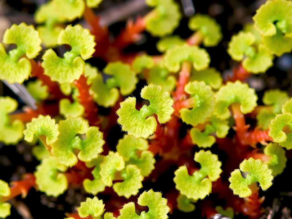 How to Grow Drosera Cuneifolia (Wedge-Leaved Sundew)