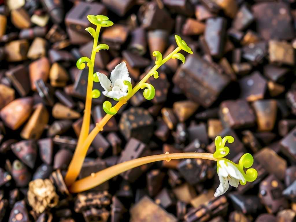 How to Propagate Sundew from Flower Stalk Cuttings