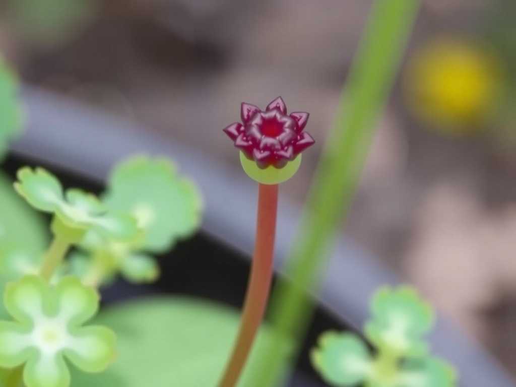 How to Grow Drosera Intermedia (Spoon-Leaved Sundew)