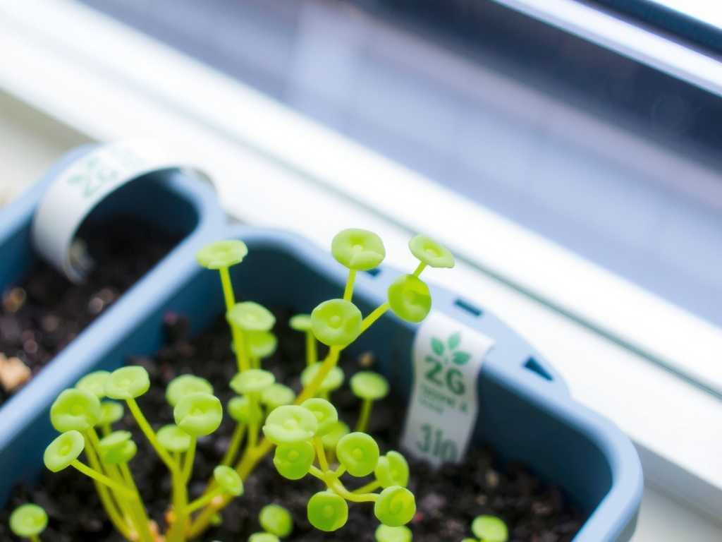 How to Propagate Sundew from Leaf Cuttings Easily(1)