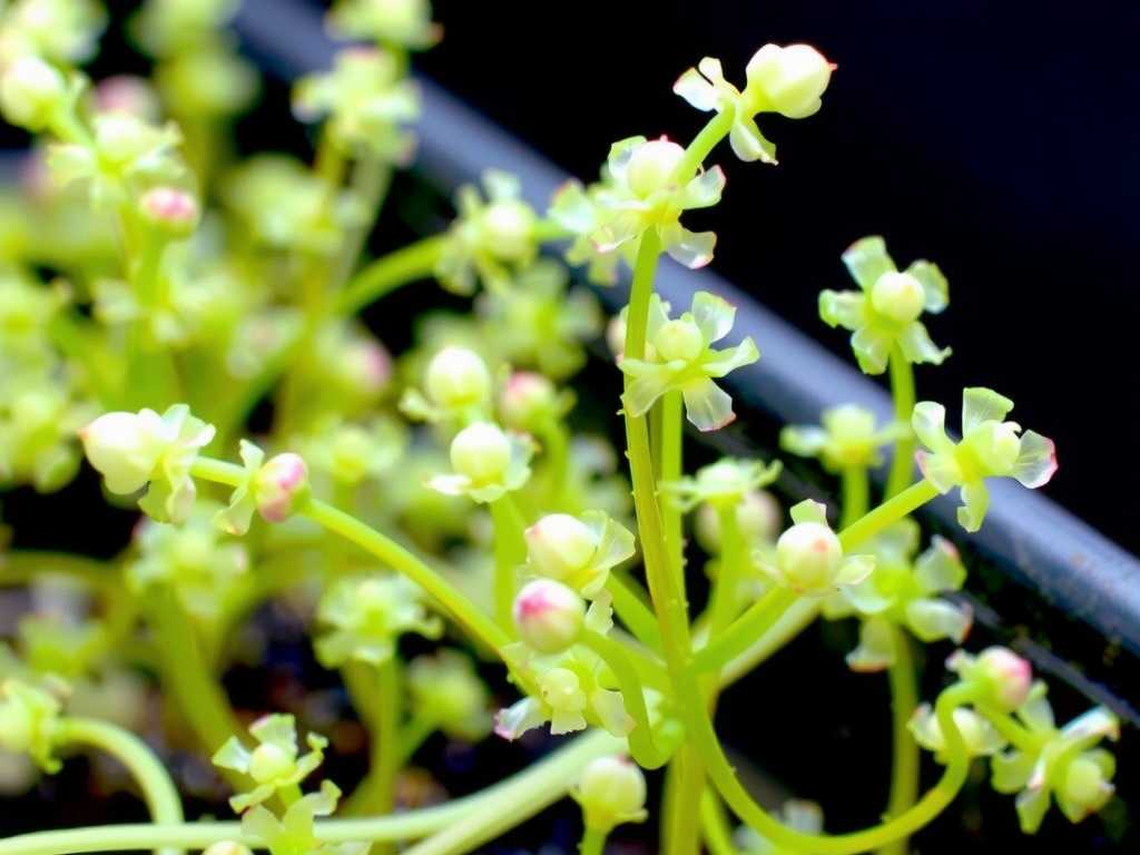 How to Care for Sundew After Propagation(1)
