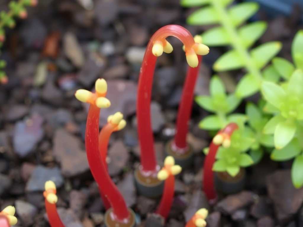 How to Grow Sundew from Stolons (Runner Plants)(1) How to Grow Sundew from Stolons (Runner Plants)(1)
