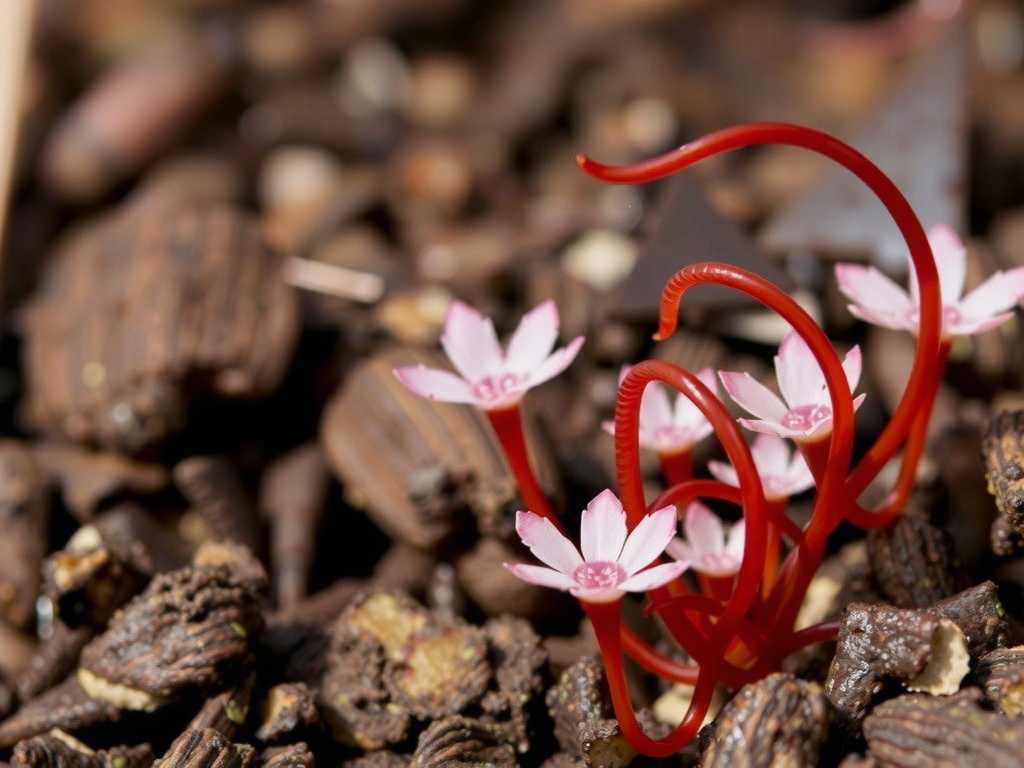 How to Care for Sundew in Winter (Overwintering Tips)