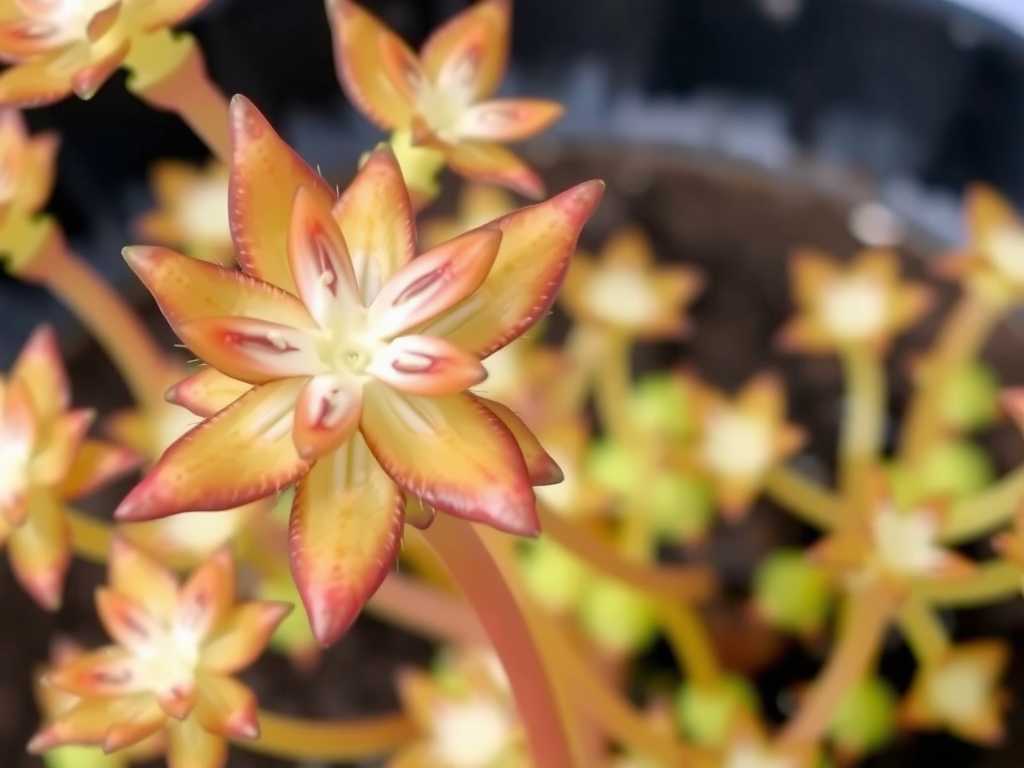 How to Grow Sundew (Drosera) Indoors for Beginners