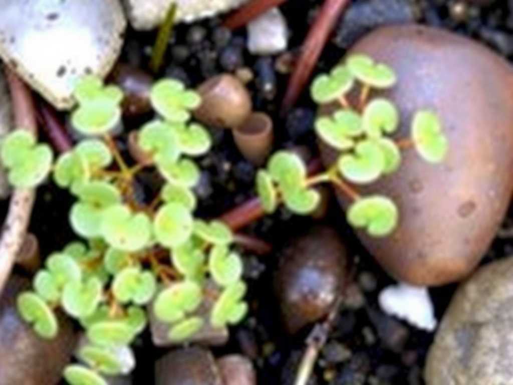 How to Care for Sundew in Cold Climates (Zone 5-7)(1) How to Care for Sundew in Cold Climates (Zone 5-7)(1)