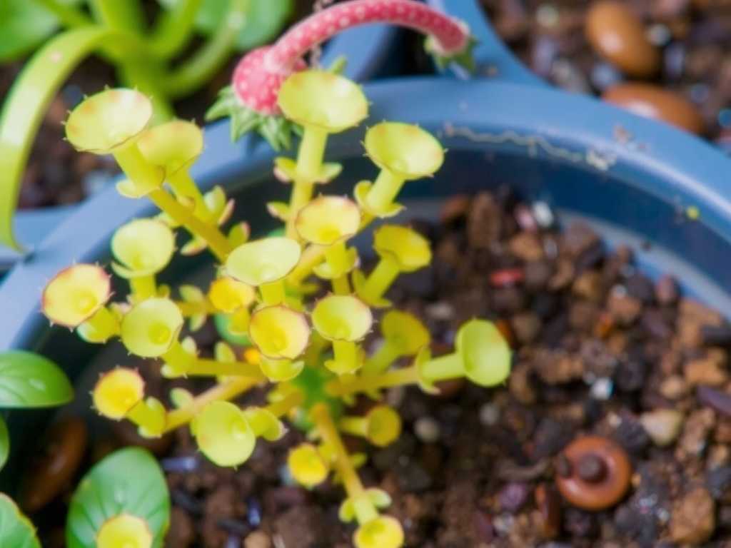 How to Care for Sundew While on Vacation(1) How to Care for Sundew While on Vacation(1)