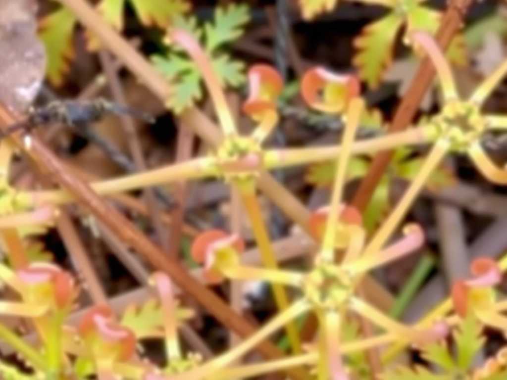 How to Prune Dead Leaves from Sundew