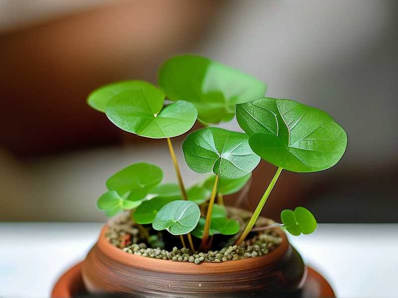 How to Fix Sundew That Grows Only Few Leaves