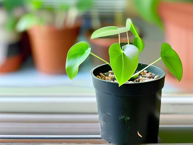 How to Help Sundew Grow Well in a Bathroom With Light