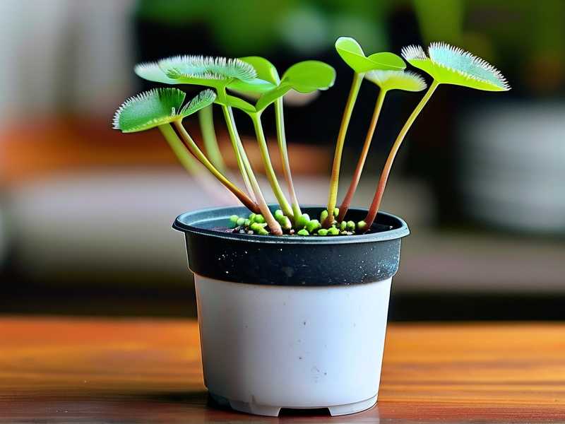 How to Fix Sundew Roots That Are Too Short for Pot